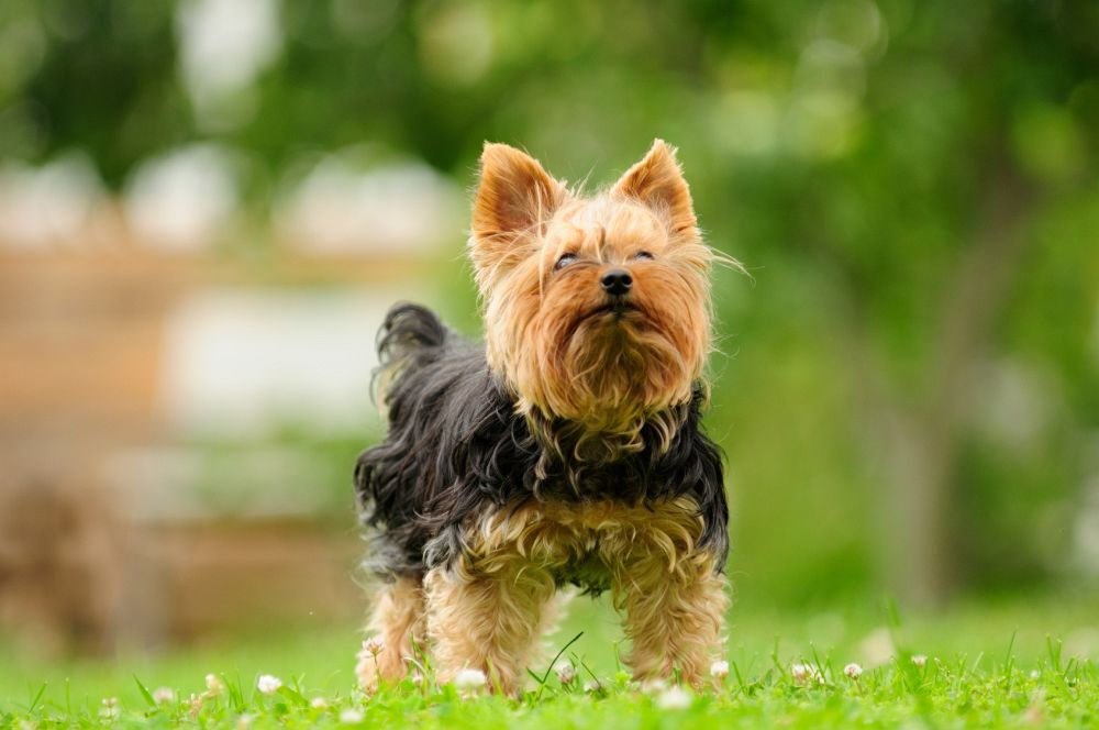 Yorkshire Terrier Fotos und Bilder