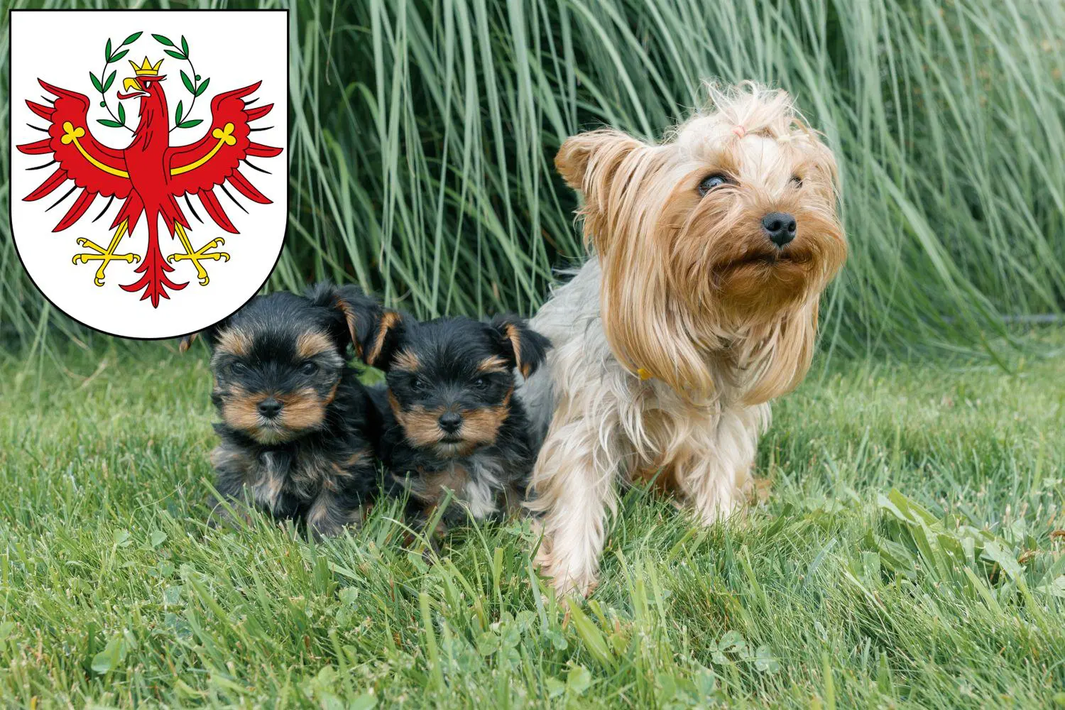 wie bruto es el yorkshire terrier