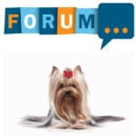 Yorkshire Terrrier Forum - Fragen und Antworten zum Yorkshire Terrier