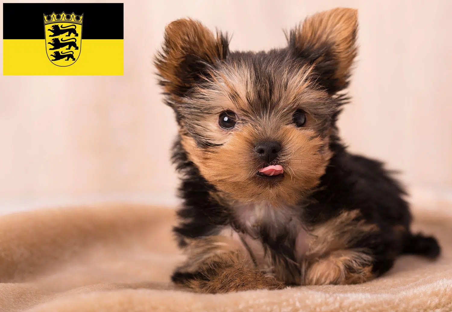 wie bruto es el yorkshire terrier