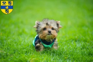 Mehr über den Artikel erfahren Yorkshire Terrier Züchter und Welpen in Alsdorf