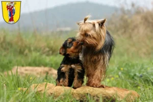 Mehr über den Artikel erfahren Yorkshire Terrier Züchter und Welpen in Altötting