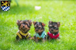 Mehr über den Artikel erfahren Yorkshire Terrier Züchter und Welpen in Amberg