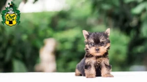 Mehr über den Artikel erfahren Yorkshire Terrier Züchter und Welpen in Apolda