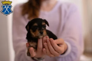 Mehr über den Artikel erfahren Yorkshire Terrier Züchter und Welpen in Bad Homburg vor der Höhe