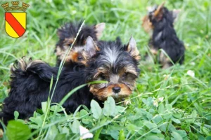 Mehr über den Artikel erfahren Yorkshire Terrier Züchter und Welpen in Baden-Baden