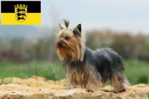 Mehr über den Artikel erfahren Yorkshire Terrier Züchter und Welpen in Baden-Württemberg