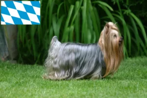 Mehr über den Artikel erfahren Yorkshire Terrier Züchter und Welpen in Bayern