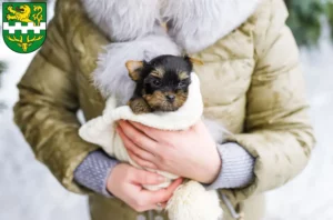 Mehr über den Artikel erfahren Yorkshire Terrier Züchter und Welpen in Bergisch Gladbach