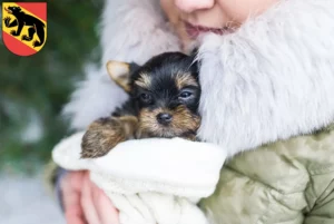 Mehr über den Artikel erfahren Yorkshire Terrier Züchter und Welpen in Bern