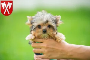 Mehr über den Artikel erfahren Yorkshire Terrier Züchter und Welpen in Biel