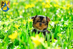 Mehr über den Artikel erfahren Yorkshire Terrier Züchter und Welpen in Borna