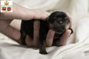 Mehr über den Artikel erfahren Yorkshire Terrier Züchter und Welpen in Brandenburg an der Havel