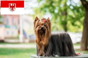 Mehr über den Artikel erfahren Yorkshire Terrier Züchter und Welpen in Brandenburg