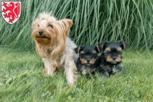 Mehr über den Artikel erfahren Yorkshire Terrier Züchter und Welpen in Braunschweig