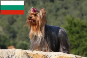 Mehr über den Artikel erfahren Yorkshire Terrier Züchter und Welpen in Bulgarien
