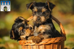 Mehr über den Artikel erfahren Yorkshire Terrier Züchter und Welpen in Celle