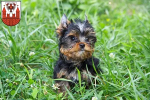 Mehr über den Artikel erfahren Yorkshire Terrier Züchter und Welpen in Cottbus