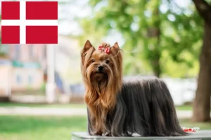 Mehr über den Artikel erfahren Yorkshire Terrier Züchter und Welpen in Dänemark