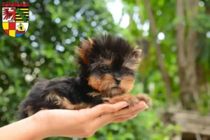 Mehr über den Artikel erfahren Yorkshire Terrier Züchter und Welpen in Dessau-Roßlau