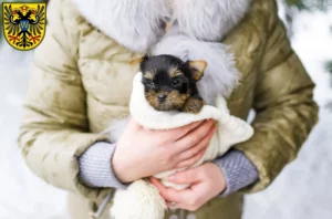 Mehr über den Artikel erfahren Yorkshire Terrier Züchter und Welpen in Donauwörth