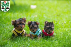 Mehr über den Artikel erfahren Yorkshire Terrier Züchter und Welpen in Eberswalde