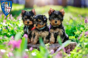 Mehr über den Artikel erfahren Yorkshire Terrier Züchter und Welpen in Eisenach