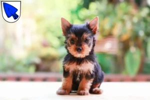 Mehr über den Artikel erfahren Yorkshire Terrier Züchter und Welpen in Erding