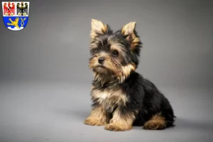 Mehr über den Artikel erfahren Yorkshire Terrier Züchter und Welpen in Erlangen