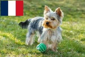 Mehr über den Artikel erfahren Yorkshire Terrier Züchter und Welpen in Frankreich