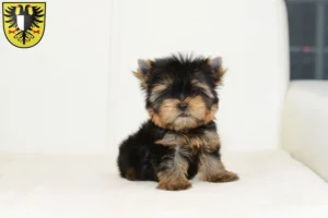 Mehr über den Artikel erfahren Yorkshire Terrier Züchter und Welpen in Friedberg (Hessen)