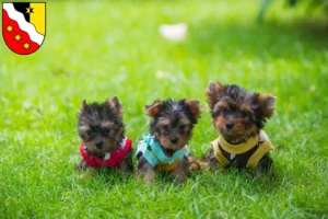 Mehr über den Artikel erfahren Yorkshire Terrier Züchter und Welpen in Glarus