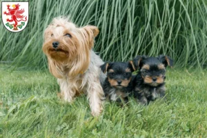 Mehr über den Artikel erfahren Yorkshire Terrier Züchter und Welpen in Greifswald
