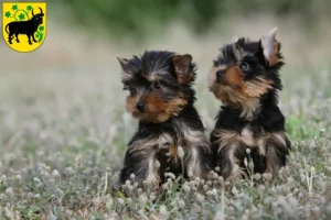 Mehr über den Artikel erfahren Yorkshire Terrier Züchter und Welpen in Güstrow