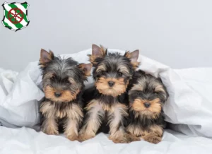 Mehr über den Artikel erfahren Yorkshire Terrier Züchter und Welpen in Gütersloh