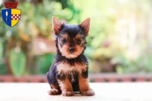 Mehr über den Artikel erfahren Yorkshire Terrier Züchter und Welpen in Gummersbach