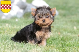 Mehr über den Artikel erfahren Yorkshire Terrier Züchter und Welpen in Hamm