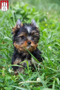 Mehr über den Artikel erfahren Yorkshire Terrier Züchter und Welpen in Harburg