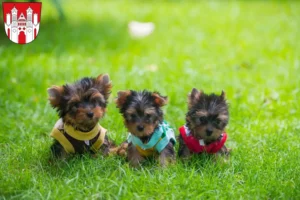 Mehr über den Artikel erfahren Yorkshire Terrier Züchter und Welpen in Höxter