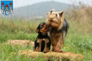 Mehr über den Artikel erfahren Yorkshire Terrier Züchter und Welpen in Holzminden