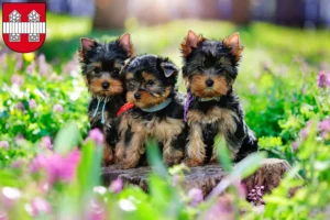 Mehr über den Artikel erfahren Yorkshire Terrier Züchter und Welpen in Innsbruck