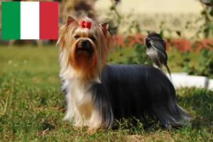 Mehr über den Artikel erfahren Yorkshire Terrier Züchter und Welpen in Italien