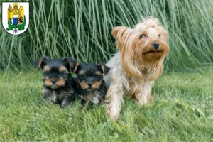 Mehr über den Artikel erfahren Yorkshire Terrier Züchter und Welpen in Jena