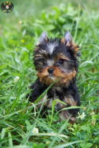 Mehr über den Artikel erfahren Yorkshire Terrier Züchter und Welpen in Köln