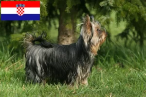 Mehr über den Artikel erfahren Yorkshire Terrier Züchter und Welpen in Kroatien