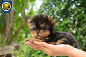 Mehr über den Artikel erfahren Yorkshire Terrier Züchter und Welpen in Künzelsau