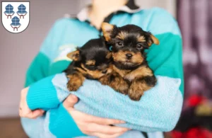 Mehr über den Artikel erfahren Yorkshire Terrier Züchter und Welpen in Landshut