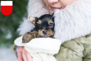 Mehr über den Artikel erfahren Yorkshire Terrier Züchter und Welpen in Lausanne