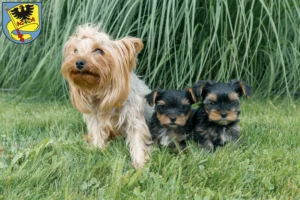Mehr über den Artikel erfahren Yorkshire Terrier Züchter und Welpen in Ludwigsburg