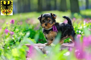 Mehr über den Artikel erfahren Yorkshire Terrier Züchter und Welpen in Lübben (Spreewald)